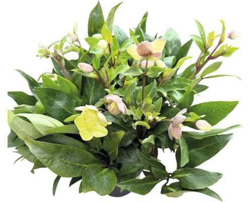 Helleborusväxt med gröna blad och ljusa blommor