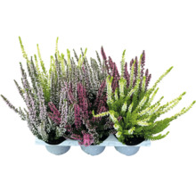 Blommande ljungväxter i en kruka