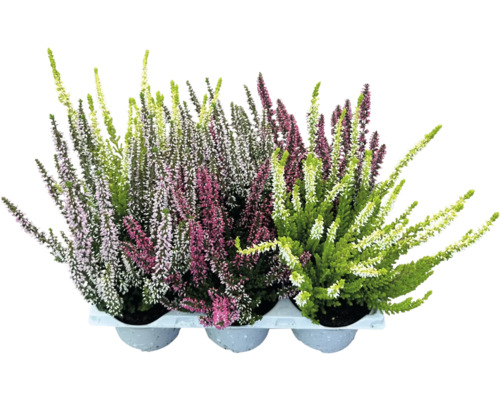 Ljung Calluna vulgaris 6-pack