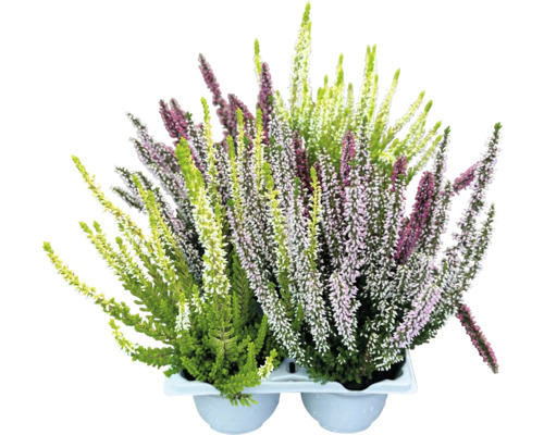 Ljungsplantor i kruka