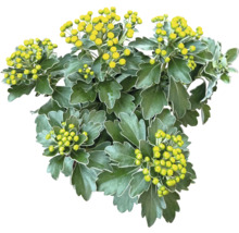 Krysantemum med gula blomknoppar och gröna blad