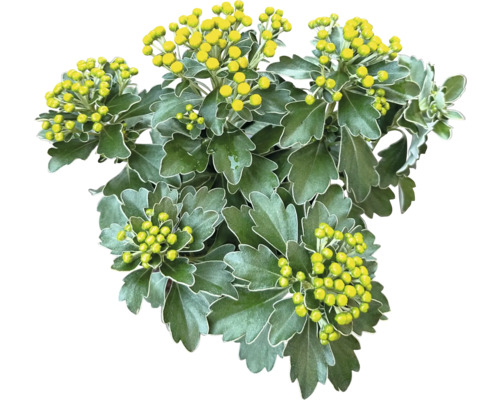 Krysantemum med gula blomknoppar och gröna blad