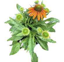 Echinacea-växt med blad och orange blommor