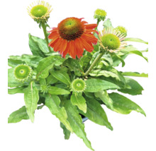 Solhatt växt med blad och blommor