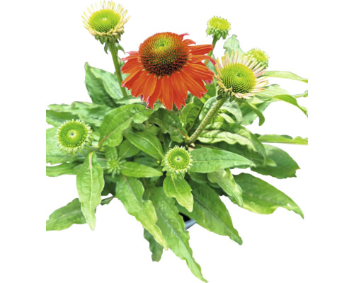Solhatt växt med blad och blommor