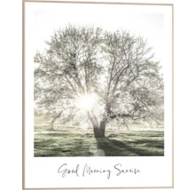 Inramad bild med träd i morgonljus