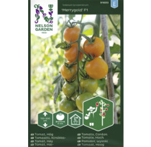 Tomatplanta Merrygold F1