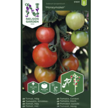 Tomatfrö NELSON GARDEN Moneymaker hög