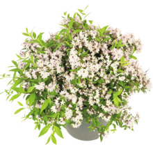 Buske med vita blommor i kruka