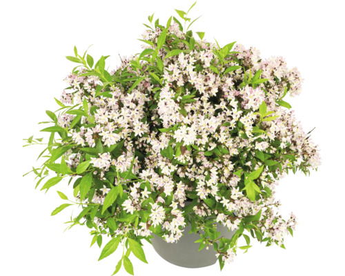 Buske med vita blommor i kruka