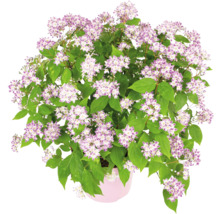 Deutzia i kruka med gröna blad och lila-vita blommor.