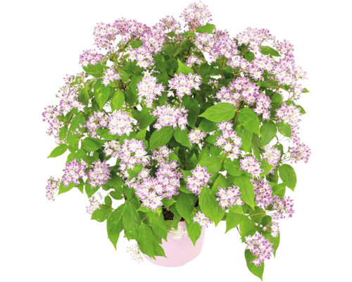 Deutzia i kruka med gröna blad och lila-vita blommor.