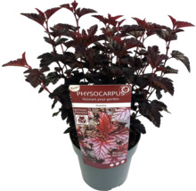 Smällspirea Rubella i kruka