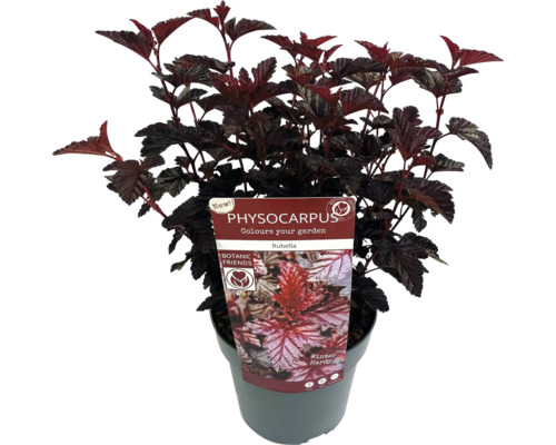 Smällspirea Rubella i kruka