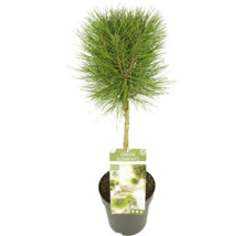 Tall bonsai i kruka för utomhusbruk