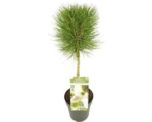 Dvärgsvarttall halvstammad FLORASELF Pinus nigra Summer Breeze stamhöjd 90cm Co 6,5L Tall bonsai i kruka för utomhusbruk
