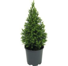 Cypress i en kruka