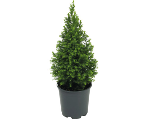 Ädelcypress 'Excellent Point' 20-30cm krukstorlek Ø13cm minijulgran avsedd för plantering