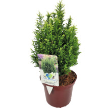 Cypress ''Snow White'' i kruka