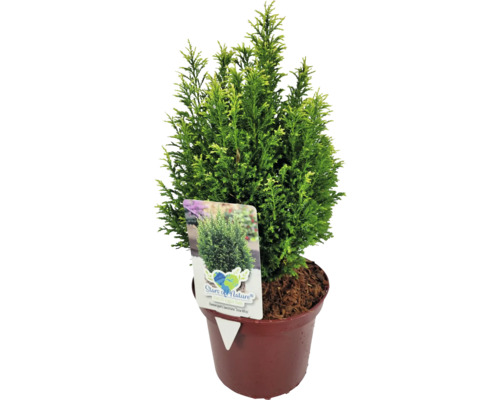 Ädelcypress 'Snow White' FLORASELF 20-30cm Co 2L minijulgran avsedd för plantering