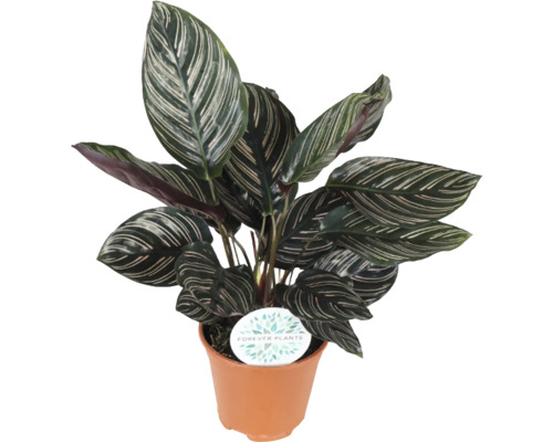 Kalatea FLORASELF Calathea ornata 45-50cm krukstorlek Ø14cm