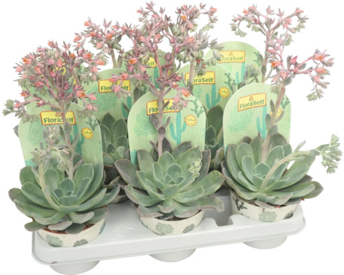 Echeveriamix blommande FLORASELF Echeveria krukstorlek Ø10,5cm