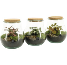 Tre glasbehållare med korklock, planterade med mossa och växter