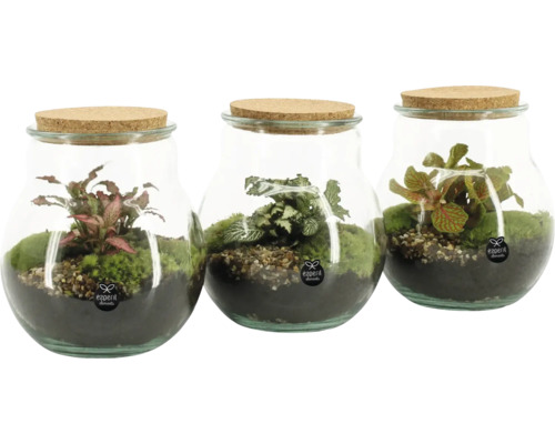 Flaskträdgård FLORASELF Bottlegarden Ilse 20cm Ø16cm Tre glasbehållare med korklock, planterade med mossa och växter