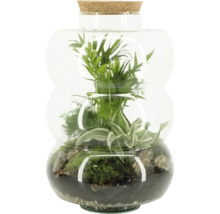 Terrarium med växter och korklock