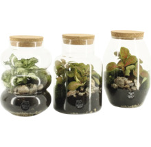 Tre terrarier med växter och stenar i glasbehållare med korklock