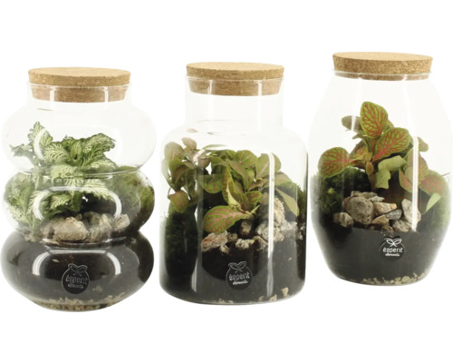 Flaskträdgård FLORASELF Bottlegarden Lotte 18cm Ø12cm Tre terrarier med växter och stenar i glasbehållare med korklock