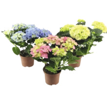 Tre hortensiaväxter i krukor med blå, gula och rosa blommor