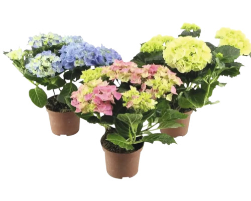 Hortensia Mix FLORASELF Hydrangea macrophylla Ø 15cm Tre hortensiaväxter i krukor med blå, gula och rosa blommor