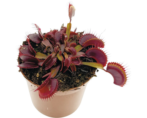 Venusflugfälla i en kruka