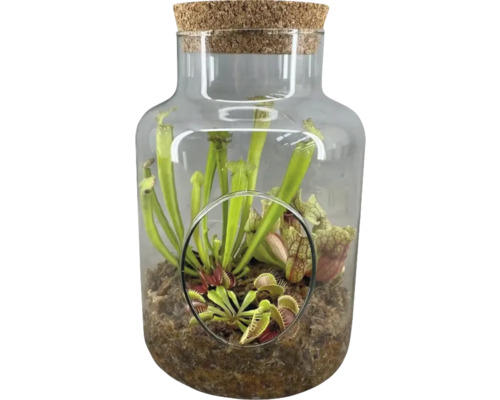 Köttätande växter FLORASELF terrarium Ø17cm