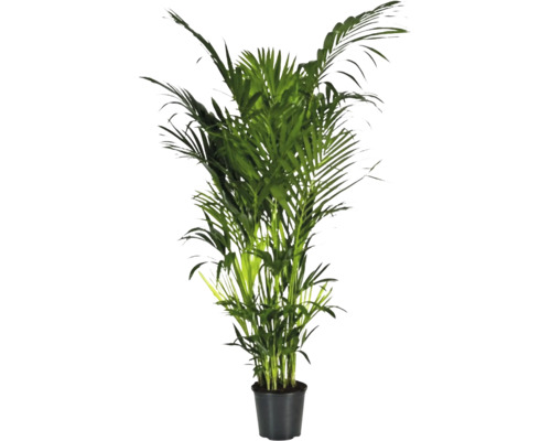 Förmakspalm FLORASELF Howea Forsteriana 230-240cm krukstorlek Ø32cm Arecapalm i kruka