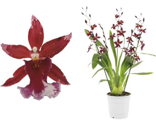 Cambriaorkidé FLORASELF Cambira 'Barocco' ca 40cm krukstorlek Ø12cm 5-6 stänglar Orkidé med röda blommor i vit kruka