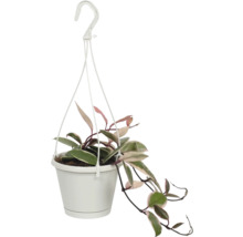 Porslinsblomma ampel FLORASELF Hoya Flamingo Dream 15-20cm krukstorlek Ø12cm