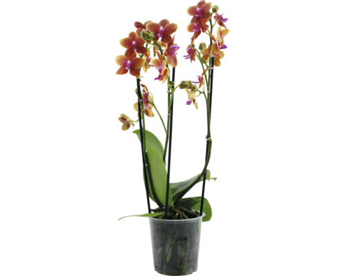 Brudorkidé doftande FLORASELF Phalaenopsis ca 40cm krukstorlek Ø12cm 3 stänglar blandade färger