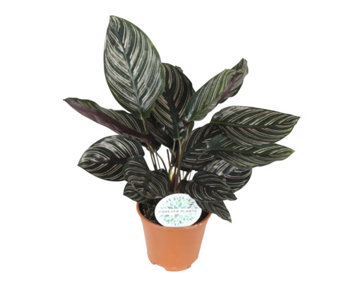 Krukväxt Calathea i kruka