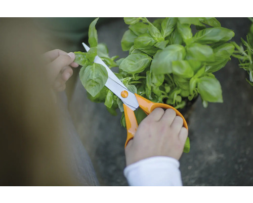 Person klipper basilika med en sax