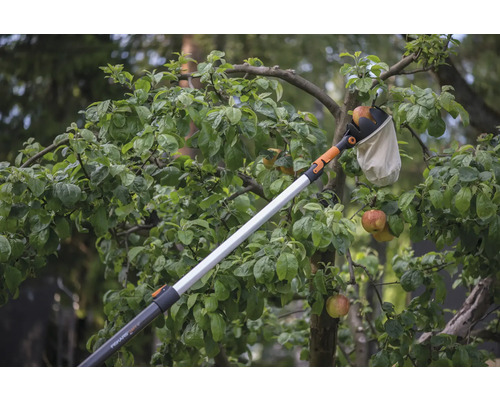Äppelskörd med en fruktplockare i trädgården