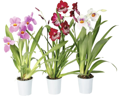 Miltoniaorkidé FLORASELF Miltonia 40-50cm krukstorlek Ø12cm 2 stänglar