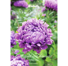 Callistephus Chinensis Milady Lilac Aster blomsterpaket
