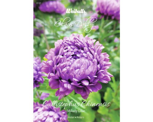 Blomfrö WEIBULLS by Claus Dalby Aster Callistephus chinensis 'Milady lilac'