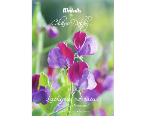 Blomfrö WEIBULLS by Claus Dalby Luktärt Lathyrus odoratus 'Grandiflora Matucana'