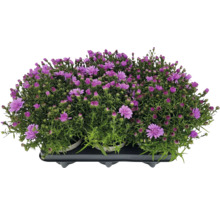 Aster i kruka med lila blommor