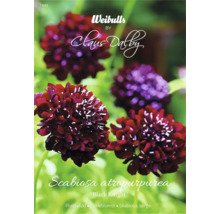 Fröpaket Scabiosa atropurpurea Black Knight