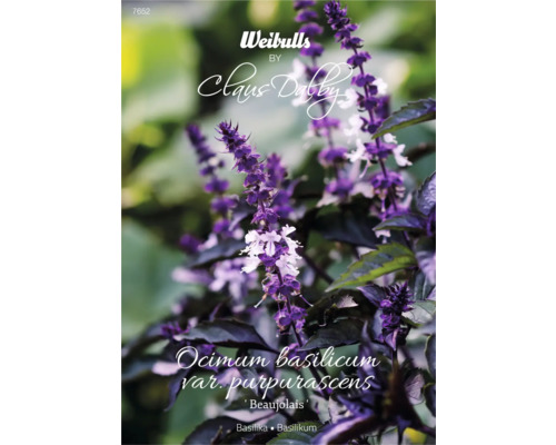 Basilikafrö WEIBULLS by Claus Dalby Ocimum basilicum var. Purpurascens 'Beaujolais' Ocimum basilicum var. purpurascens Beaujolais växt