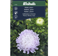 Aster pionblommande ''Peony Silvery rose''